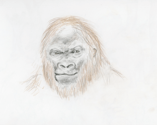 Gorilla illustration